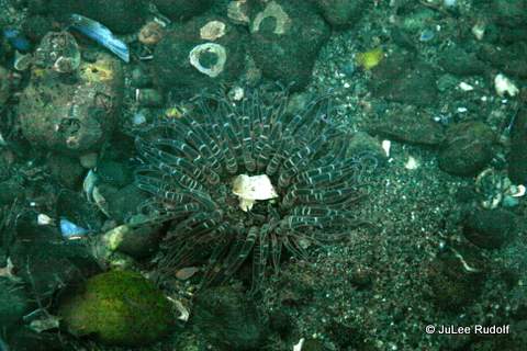 Buried green anemone at Ala Spit (December 2014)