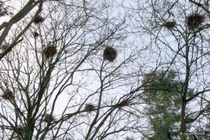 Heron Nests 12-11-2015 12-44-40 PM