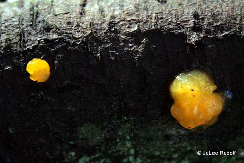 Jelly-like fungus at JWSP