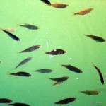 fish at Cornet Bay dock