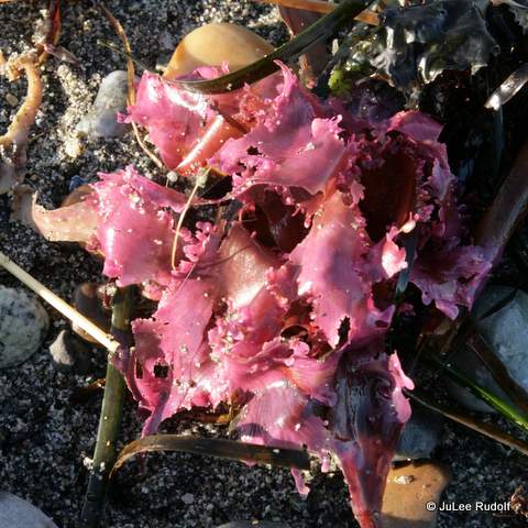 Seaweed at JWSP