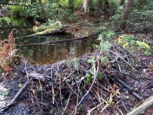 Cran Beaver Dam