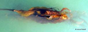 bull kelp