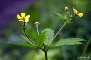 Geum macrophyllum