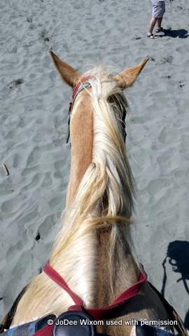 JoDee's horse