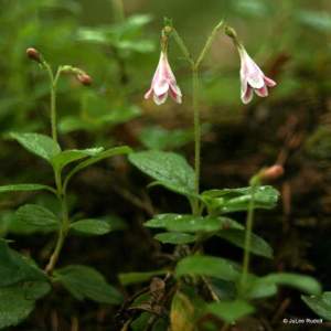 Linnaea borealis