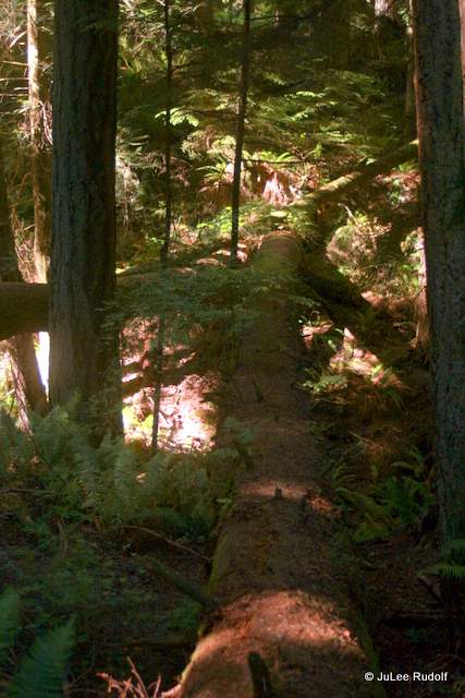 Ridge Loop Trail at South Whidbey State Park