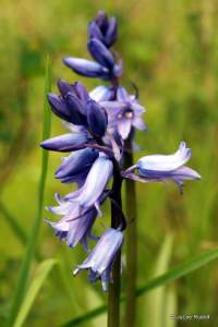 Hyacinthoides non-scripta