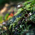 IMG_8885