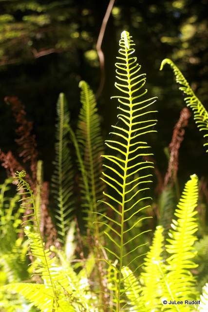 ferns at South Whidbey State Park
