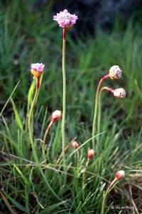 Armeria maritima