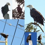 Dugualla Bay Whidbey Island Bald eagles