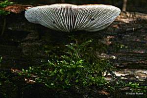 IMG_8520