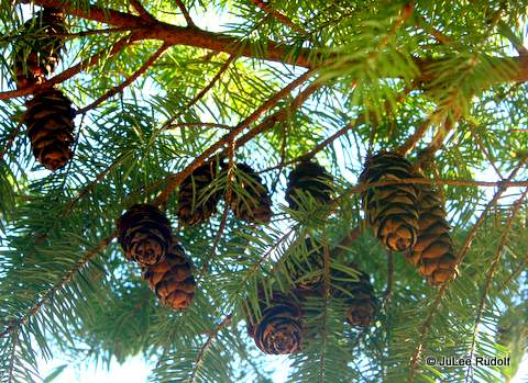 Douglas Fir pine cones along the Perimeter Trail
