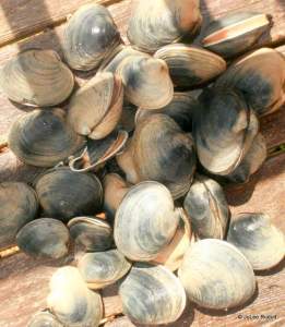 Manilla clams from Mueller Beach