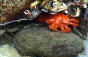 burrowing sea cucumber, tube worms at Mueller Beach