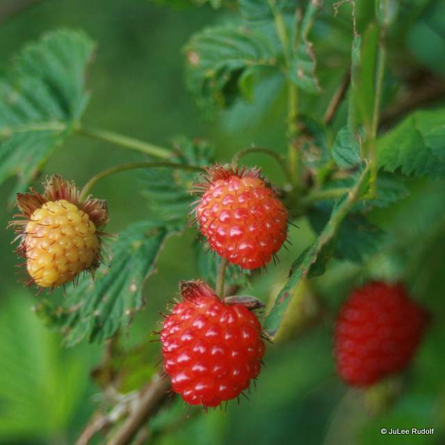 salmon berries at South Whidbey State Park