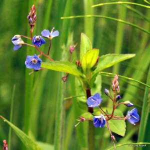Veronica cusickii