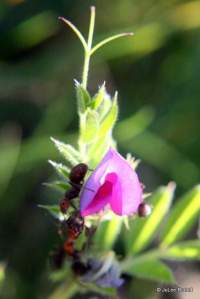 Vicia sativa