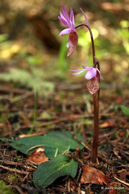 Calypso bulbosa