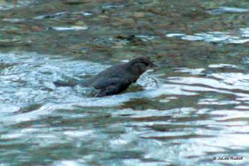 American Dipper