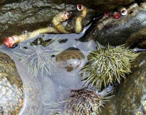 green urchins and tube worms at Mueller Beach