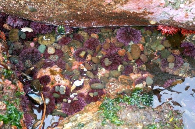 purple urchins