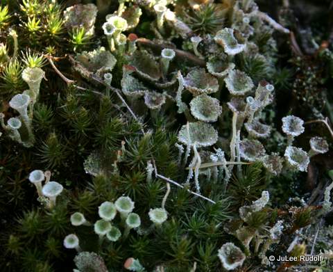Lichen at Sares Head Viewpoint, Sharpe Park