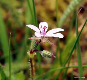 Erodium cicutarium