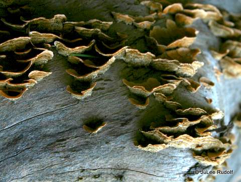 Fungus at Sharpe Park