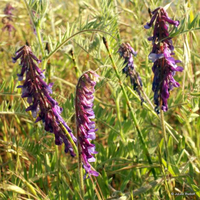 Vicia americana