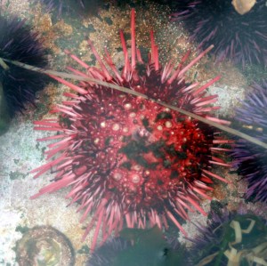 red urchin