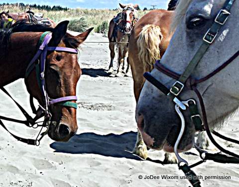 Tator (with purple harness) at Ocean Shores