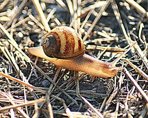 GardenSnail_2011_JuLeeRudolf