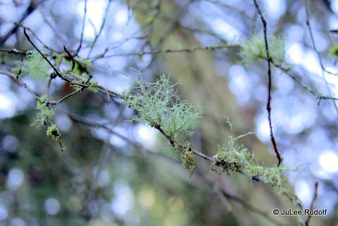 Lichen at JWSP