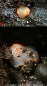 Triopha catalinea at Bowman Bay--JuLee Rudolf
