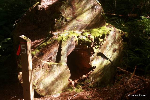 Number 5 Cedar at South Whidbey State Park
