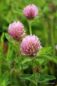Trifolium pratense