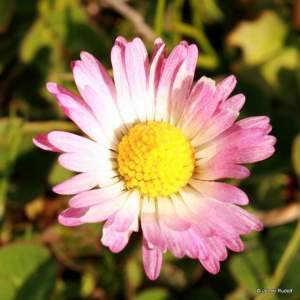 Bellis perennis