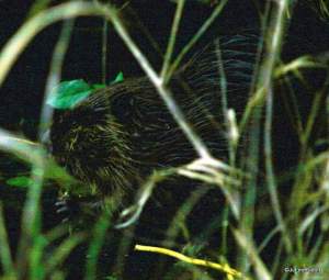 Beaver at Cranberry Lake-001