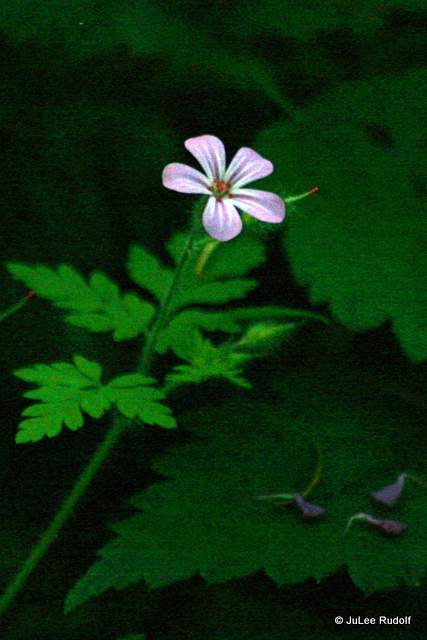 Herb Robert at South Whidbey State Park