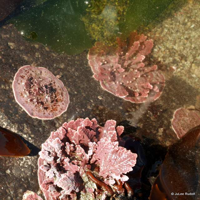 coraline encrusting algae at Libbey Beach