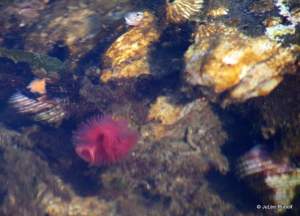 tube worm