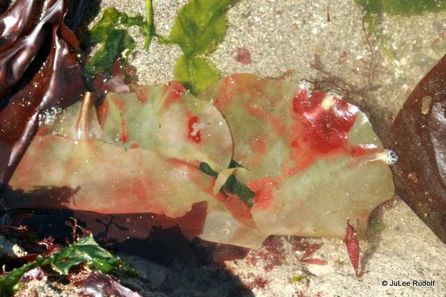 seaweed at Libbey Beach