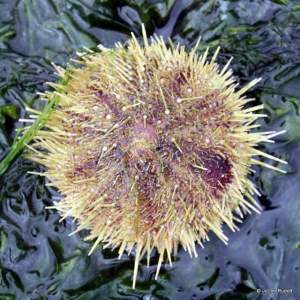 green urchin at Mueller Beach