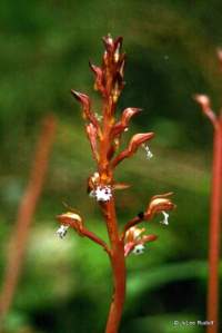 Corallorhiza maculata