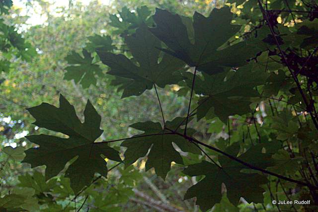 Maple tree leaves at South Whidbey State Park