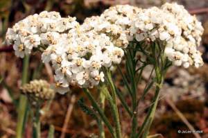 Achillea millefolium