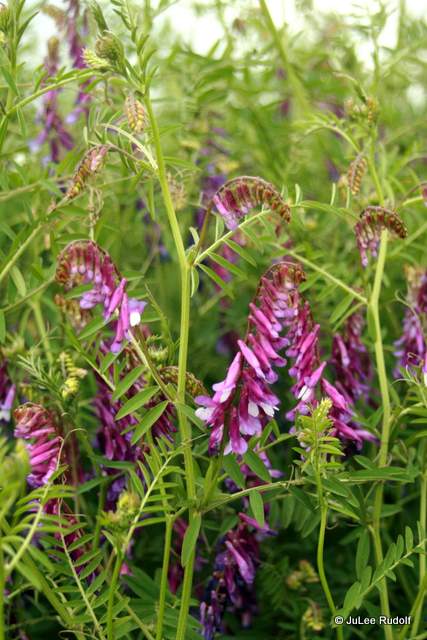 Lupinus