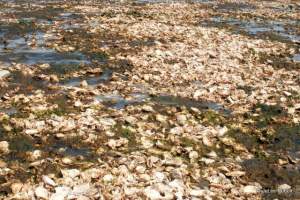 oyster shells at Mueller Beach